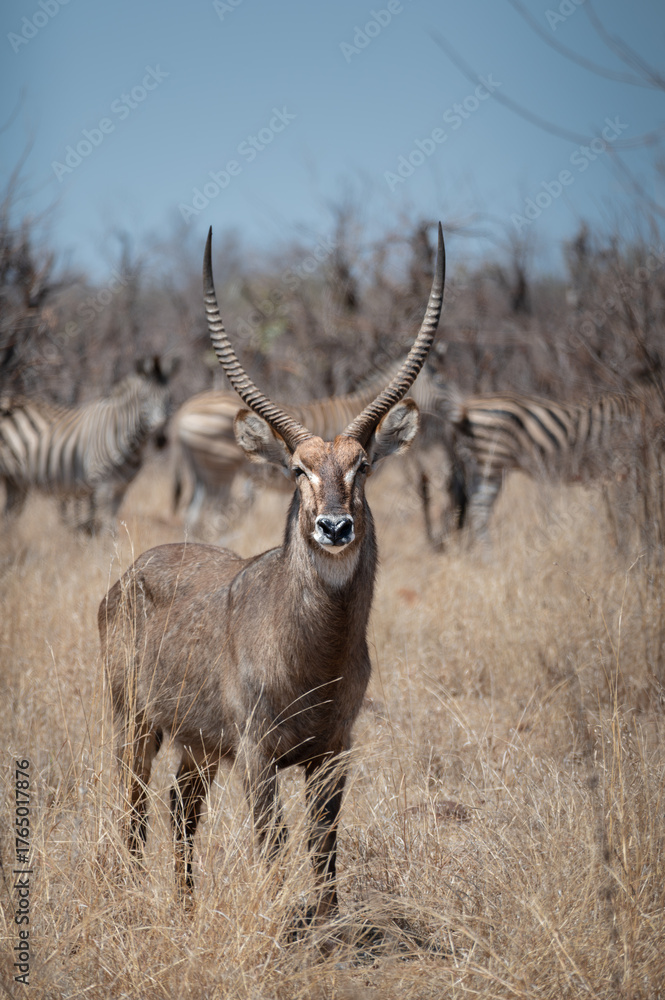 Fototapeta premium A portrait view of a waterbuck bull with large horns staring at the photographer as he stands in the very dry bush.