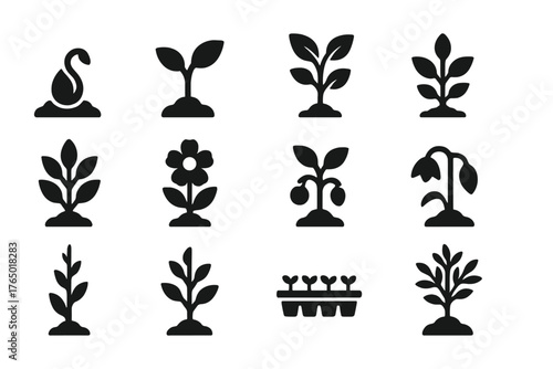 Plant Growth Icons. Solid style icons of Plant Growth: seed sprout, small leaves, young plant, growing stem, leafy plant,