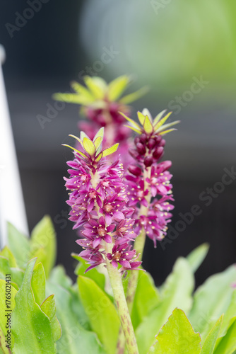 Photography Close up of pineapple lily (eucomis leia) flowers in bloom