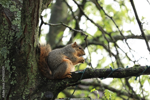 Squirrel Resting on Tree Branch Leaning Against Trunk, Holding and Gnawing Nut with Green Forest Foliage Background