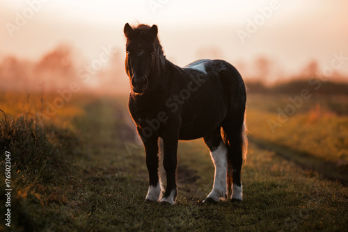 Shetland Pony, Bayern/D, 11/24