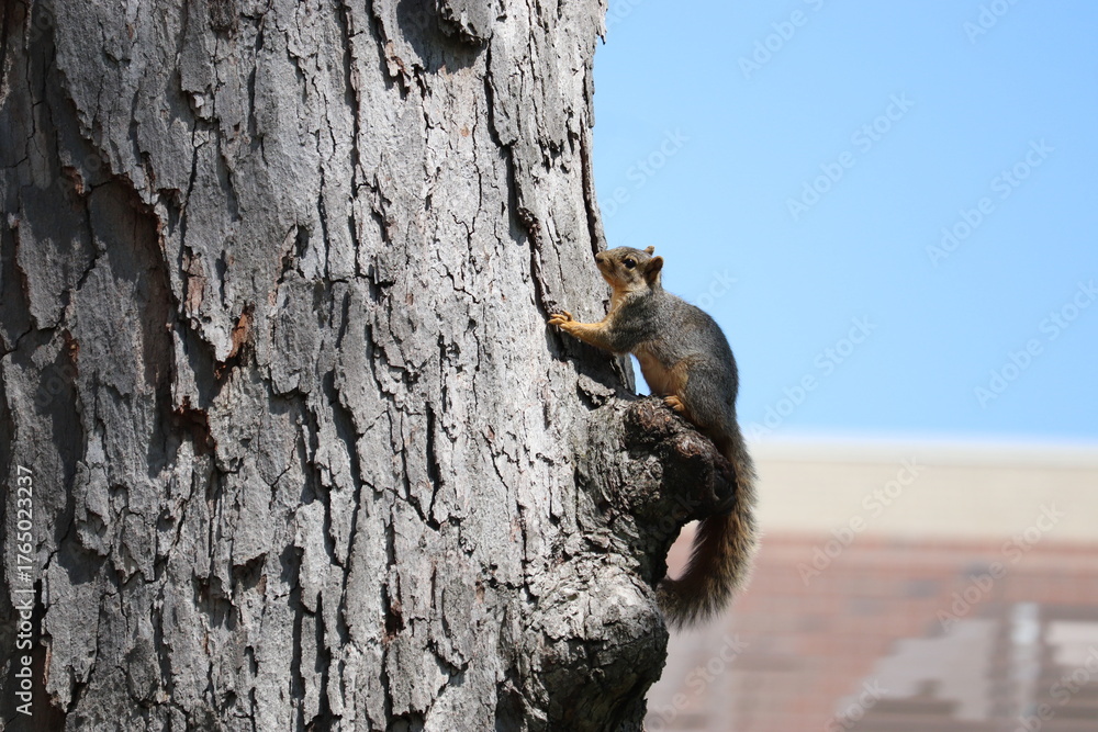 Obraz premium Fox Squirrel (Sciurus niger) Clinging to Tree Trunk with Brick Building and Blue Sky in Background