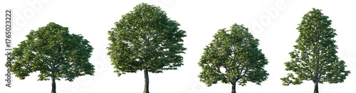 Foto Set of Aesculus hippocastanum (the horse chestnut, European horsechestnut, bucke