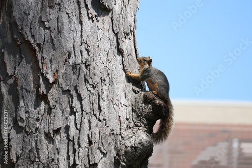 Fox Squirrel (Sciurus niger) Clinging to Tree Trunk with Brick Building and Blue Sky in Background