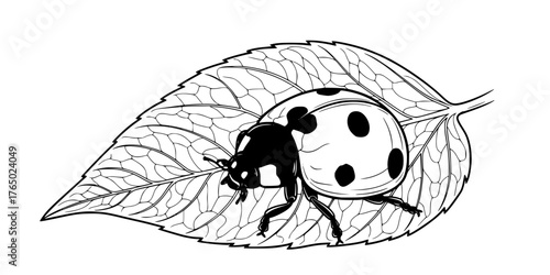 Detailed Ladybug on Leaf Macro Line Art Coloring Vector