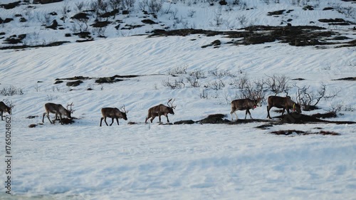 Herd of reindeer moves to another place in search of suitable food and safety