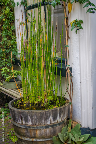 A young shoot of an adult woody bamboo as an extelier item in the Netherlands. High quality photo