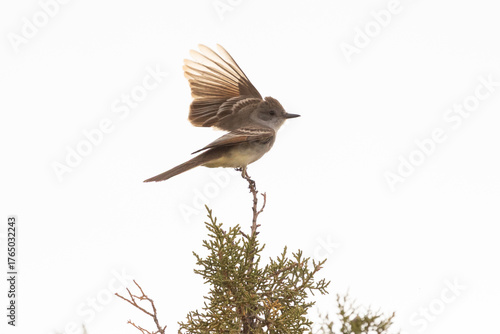 An Ash Throated Flycatcher spreads its wings, its feet on the tip of a juniper tree with the late afternoon sun backlighting it's feathers.