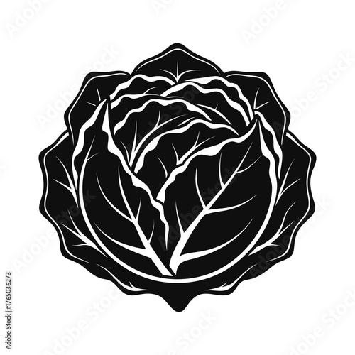 vector illustration of cabbage