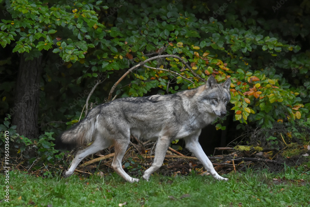 Fototapeta premium Wolf running along the edge of the forest near an autumn tree