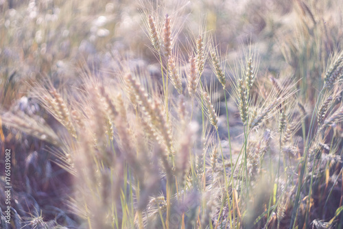 wheat grass in the wind