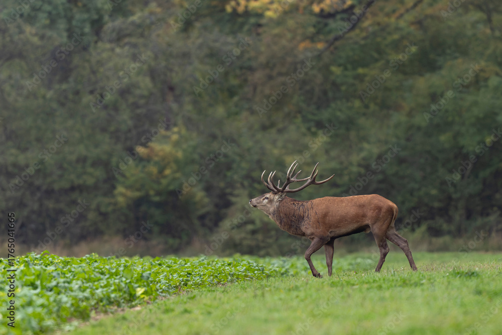 Fototapeta premium Stag Cervus elaphus in a European forest during rutting