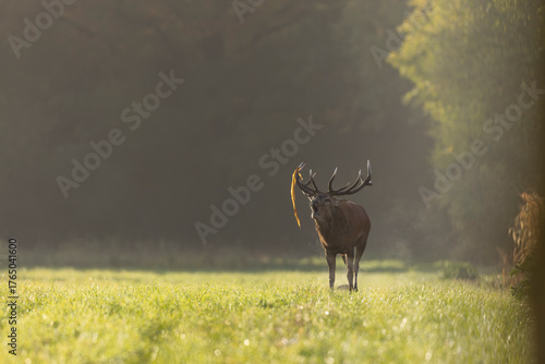 Stag Cervus elaphus in a European forest during rutting