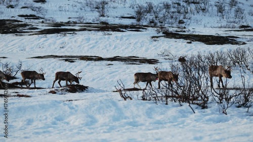 Herd of reindeer moves to another place in search of suitable food and safety