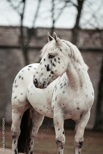 Noriker in Burgkulisse