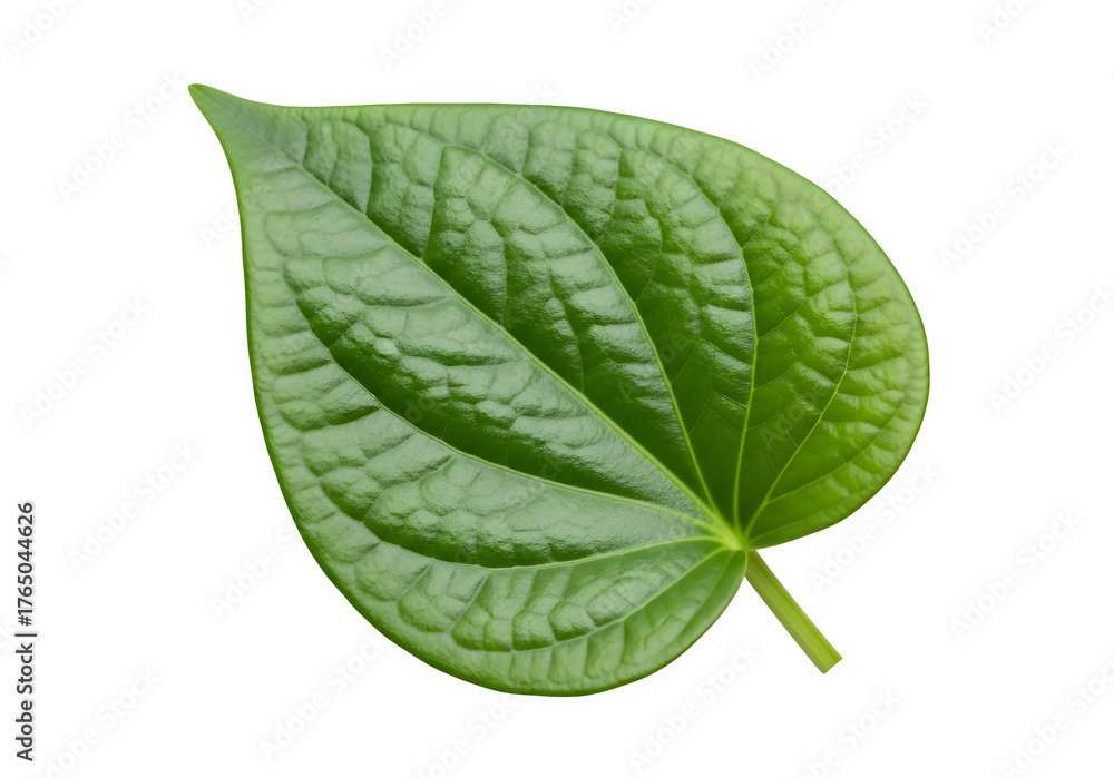 Obraz premium Betel leaf isolated on transparent or white background. PNG
