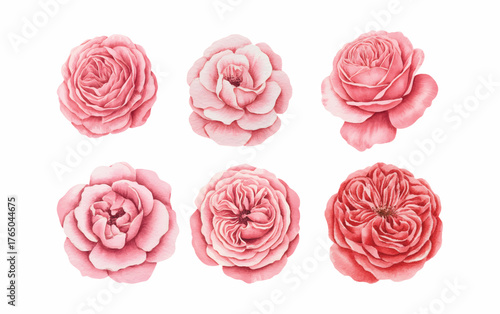 Pink and red roses in vintage watercolor style, blooming floral artwork for textile and print. watercolor rose blossoms.
