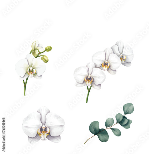 White orchid flower and eucalyptus branch watercolor illustration.