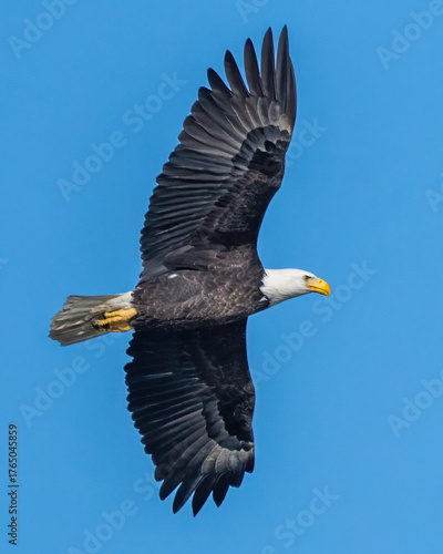 Bald Eagle in flight over the ocean