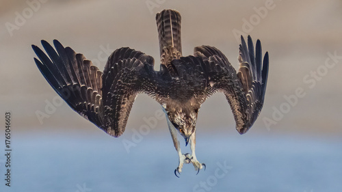 Bild auf Leinwand Osprey searching for a meal, diving and catching fish