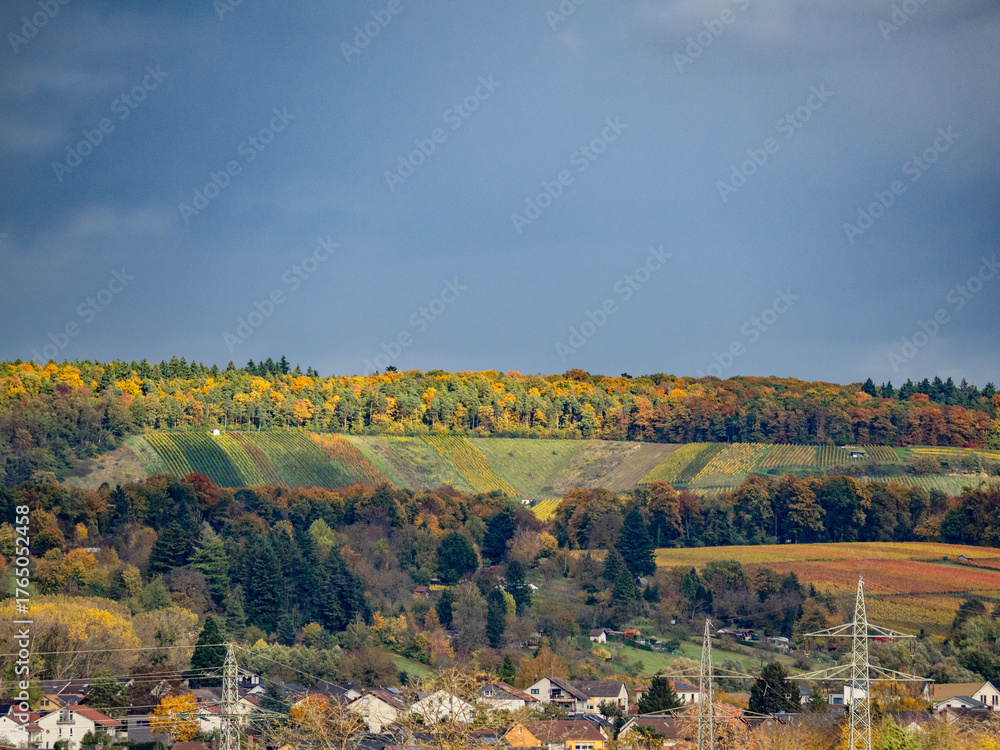 Obraz premium Weinberge im Herbst