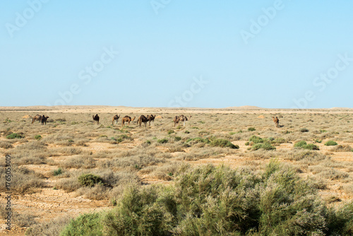 Group of camels eating grass in a medow. Tunisia, Africa