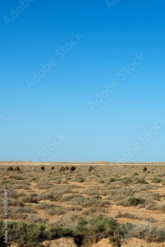 Group of camels eating grass in a medow. Tunisia, Africa