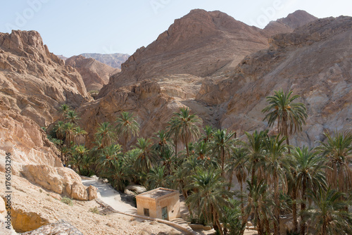 Beautiful walk among date palms. Chebika, Tunisia