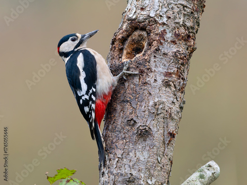 Great-spotted woodpecker, Dendrocopos major