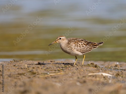 Pectoral sandpiper, Calidris melanotos