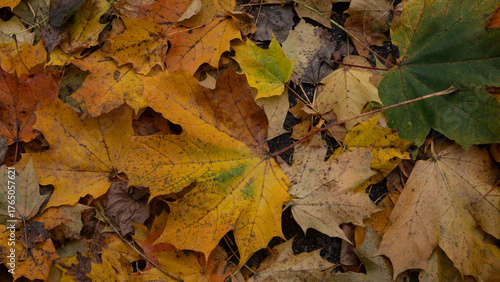 Autumn leaves on the ground.