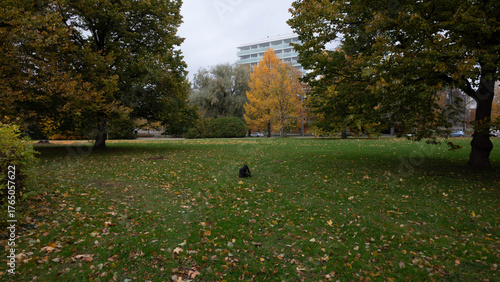 Park in a city in autumn.