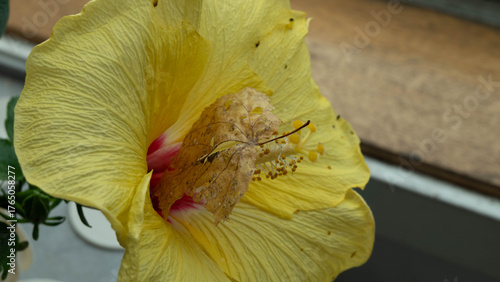 A close-up of a dried autumn leaf on a hibiscus flower.