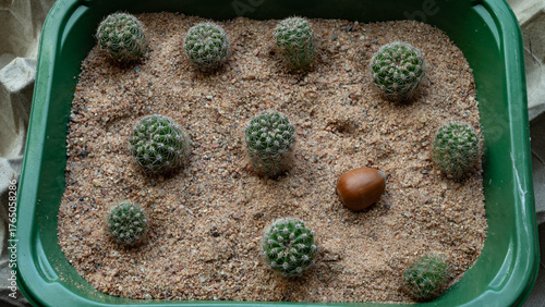Baby cacti and a nut in a pot.