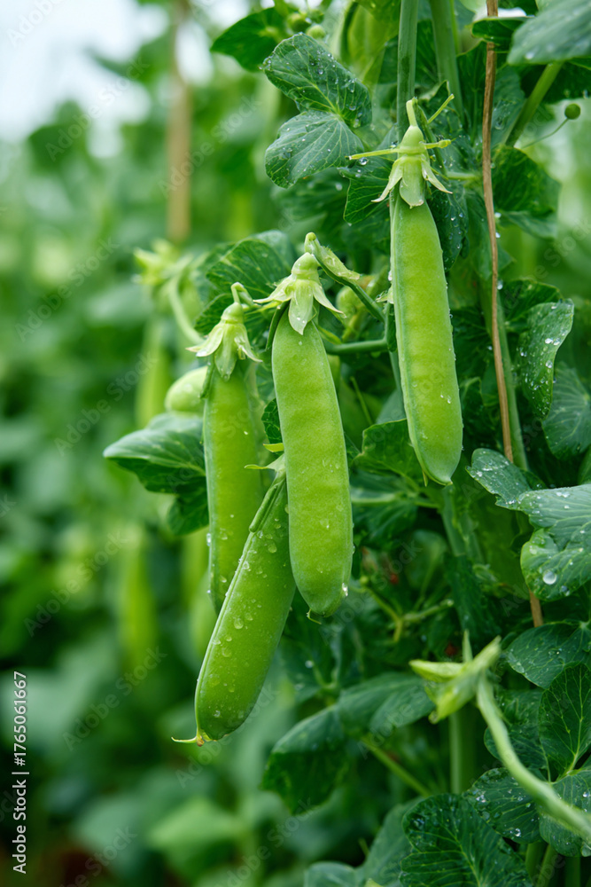 Fototapeta premium Field bean plants, green beans on a rural farm, pea, Pea in the vegatable garden. Vicia faba, also known in the culinary sense as the pea, fava bean, or faba bean is a species, pea plant, field bean.