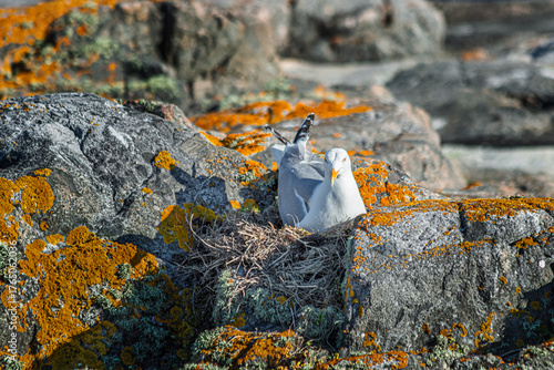 Konstfotografi seagull on the rocks on the isle of Pater Noster in Sweden