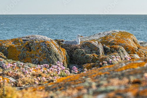 Quadro em tela seagull on the rocks on the isle of Pater Noster in Sweden