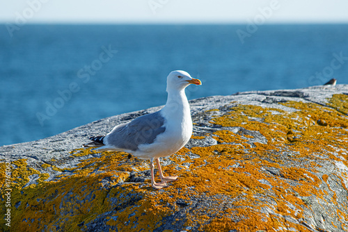 Canvastavla seagull on the rocks on the isle of Pater Noster in Sweden