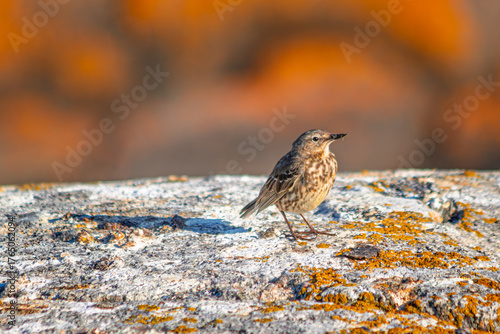 Billede på lærred seagull on the rocks on the isle of Pater Noster in Sweden