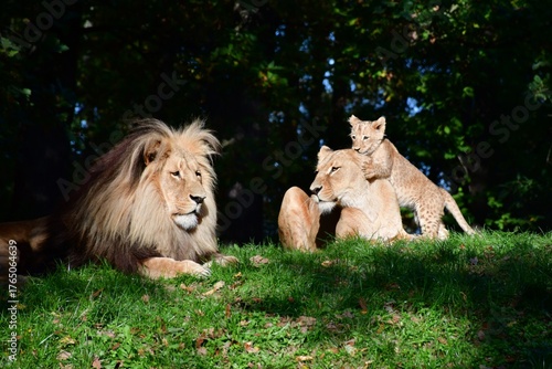 lion and lioness