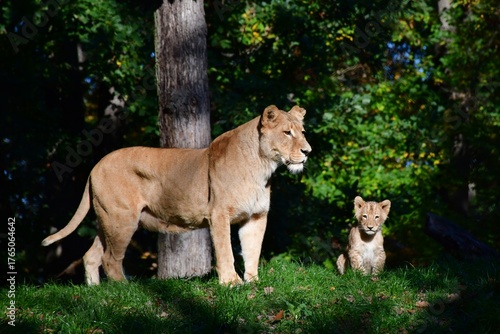 lion cub and lioness