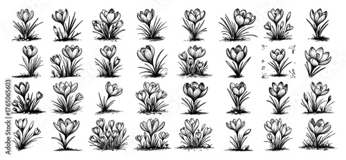 Crocus flower emergence series – early spring growth stages in detailed monochrome botanical sketches
