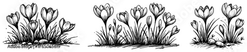 Wild crocus meadow clusters – naturalistic spring bloom scenes in expressive ink illustration set
