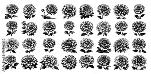 Dahlia bloom morphology collection – intricate vintage ink sketches of ornamental flower varieties