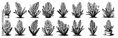 Hyacinth bulb growth collection – fragrant spring blooms in classic monochrome ink botanical studies