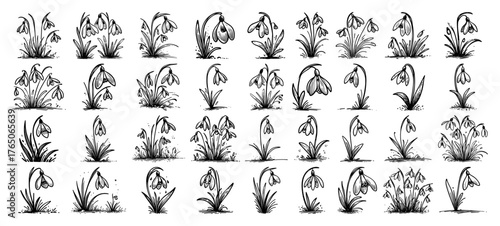Snowdrop emergence growth stages – delicate early spring bells in vintage monochrome botanical illustrations