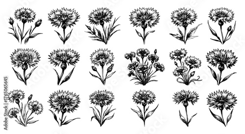 Cornflower bloom life‑cycle collection – detailed monochrome ink sketches of vibrant wildflower heads and stems