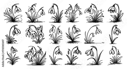 Graceful snowdrop bouquet variations – nodding white blooms in detailed ink botanical sketch set