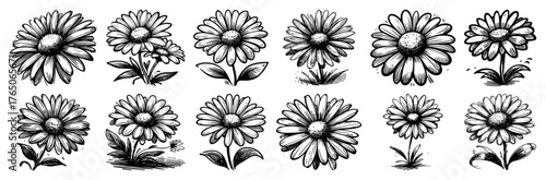 Daisy blossom morphology collection – classic cheerful bloom variations in vintage ink studies
