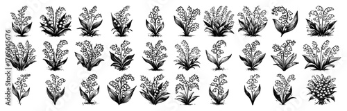 Ornamental kale leaf varieties – intricate rosette foliage series in classic monochrome ink studies